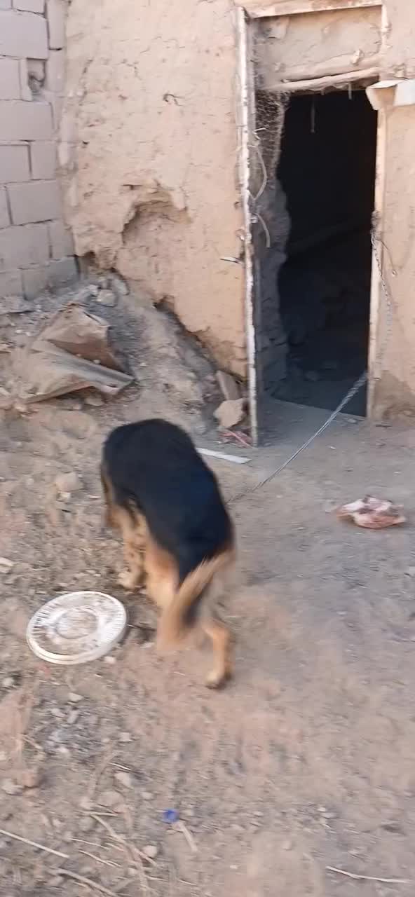 ژرمن اصیل|سگ|تربتحیدریه, شهرک ولیعصر|دیوار