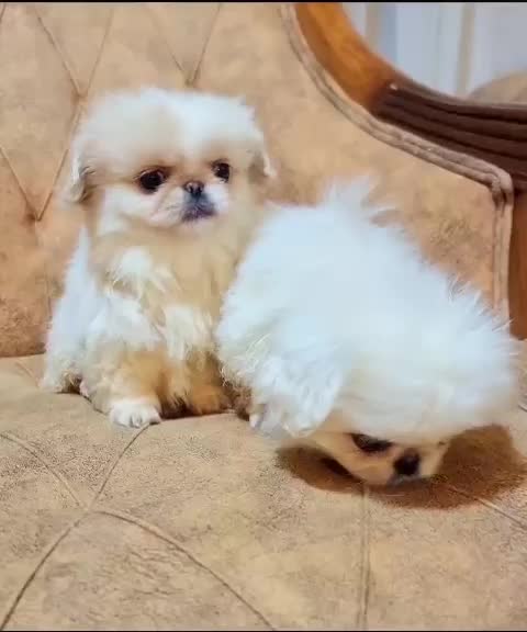 پکینیز امپریال سفید سایز ریز|سگ|رشت, لاکانی|دیوار