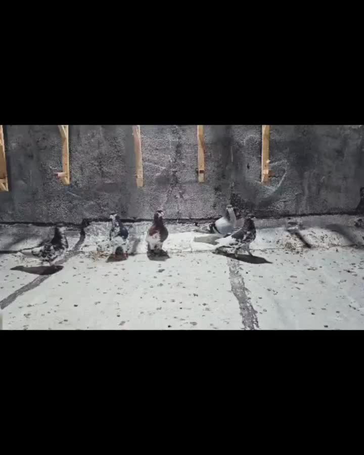 کبوتر|پرنده|برازجان, |دیوار