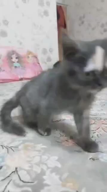 گربه گلد|گربه|تهران, شیخ هادی|دیوار