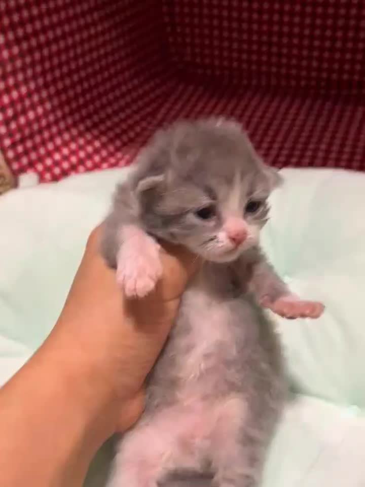 رزرو رزرو گربه بایکالر ژاپنی|گربه|چالوس, |دیوار