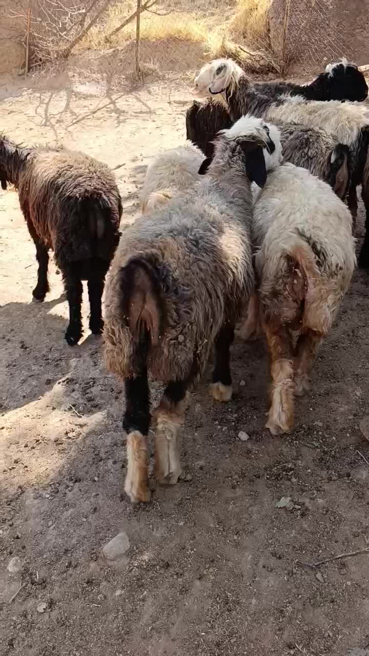 میش گشتی|حیوانات مزرعه|دزپارت, |دیوار