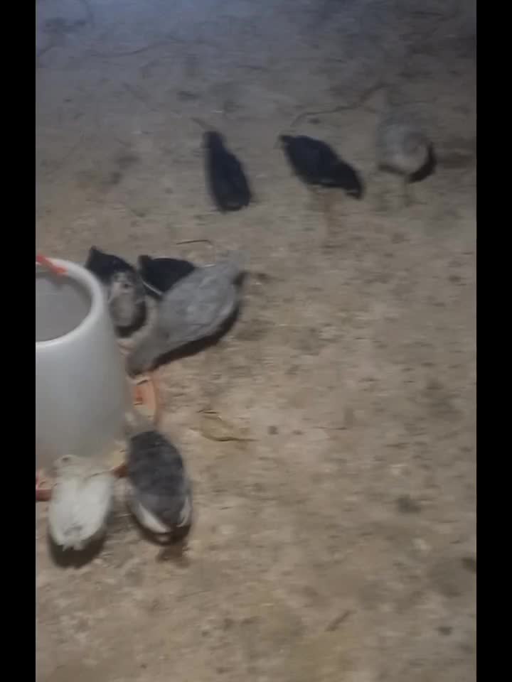 جوجه نژاد گلین|حیوانات مزرعه|نیشابور, کلاغان|دیوار