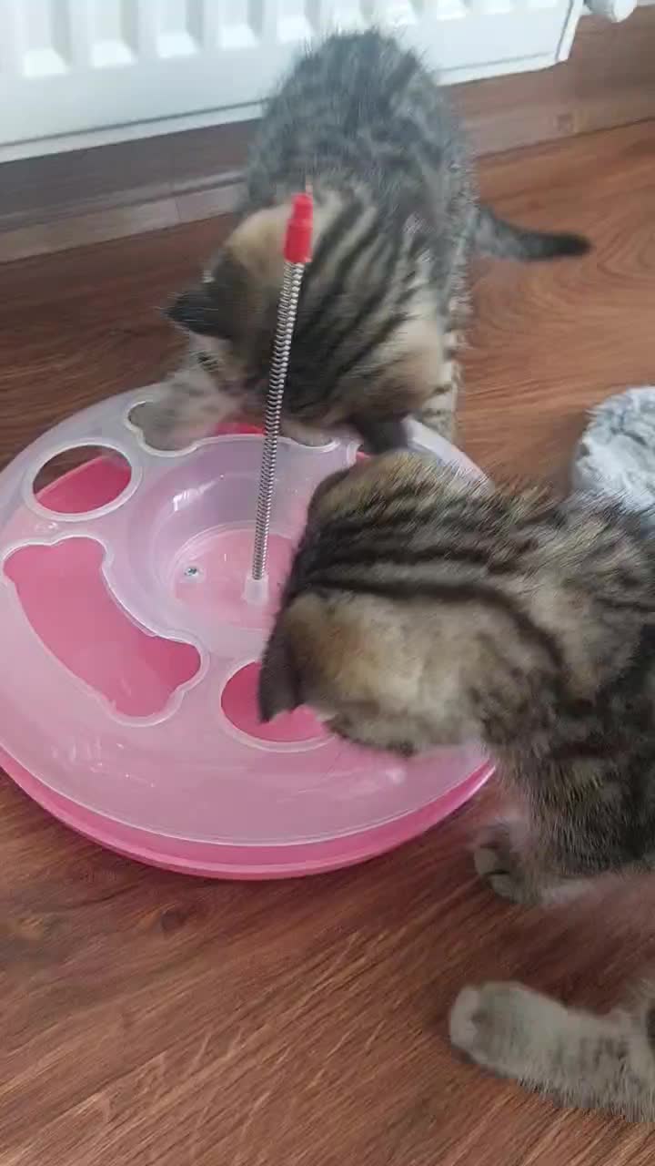 ۲تا بچه گربه دو ماهه اسکاتیش انفولدچشم سبز|گربه|قدس, شهر‌قدس|دیوار