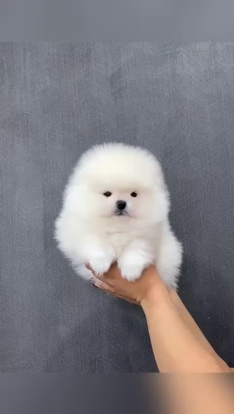 واگذاری سگ پامرانین شیتزو اسکاتیش بریتیش|سگ|تهران, گلستان (شهرک راه آهن)|دیوار