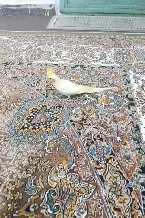 عروس هلندی لوتینو نر|پرنده|شهریار, شهرک بهاران (ویره)|دیوار