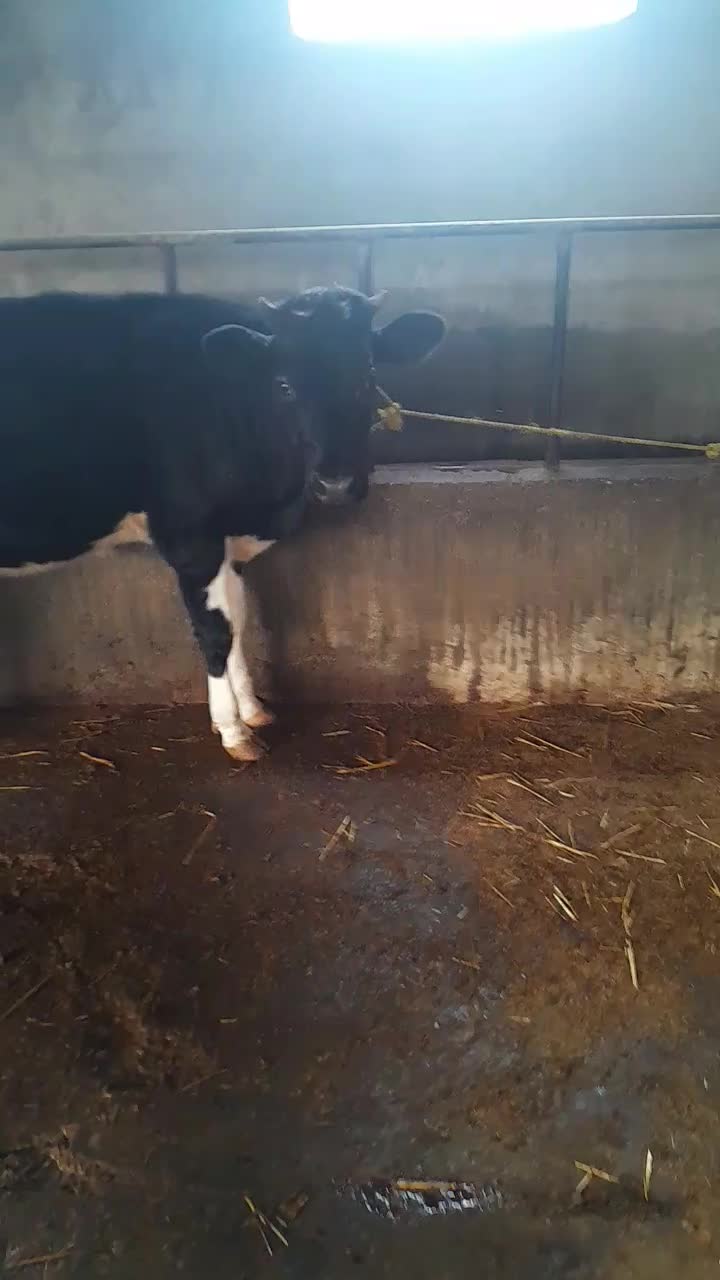 گوساله هلشتاین|حیوانات مزرعه|گنبد کاووس, |دیوار