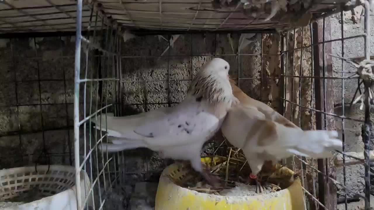 کبوتر هما|پرنده|رودخانه, |دیوار