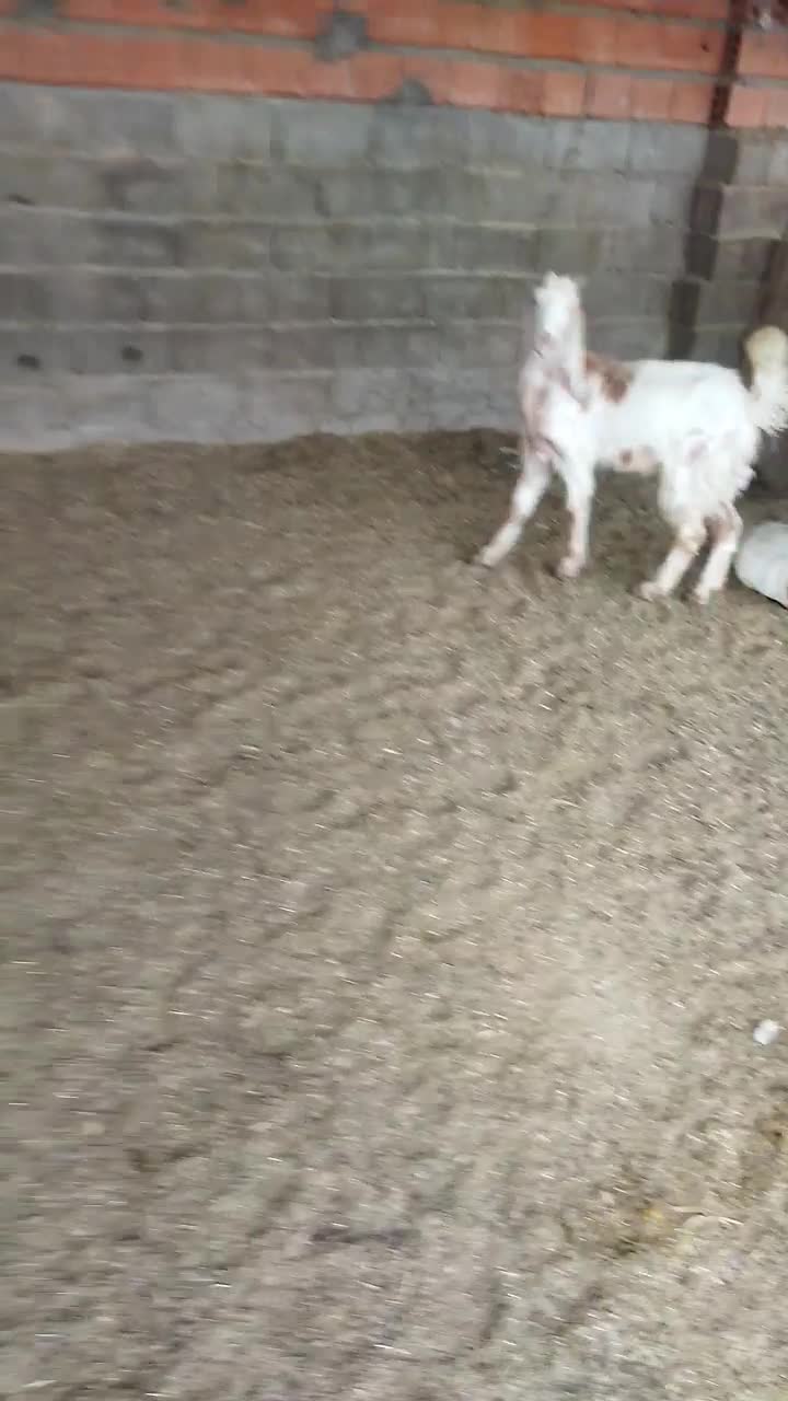 دو عدد بز پاکستانی|حیوانات مزرعه|آق قلا, |دیوار