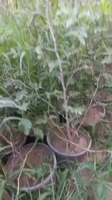 نهال عناب سنجد الو هلو گلابی پرتقال زیتون چندلر|خدمات باغبانی و درختکاری|علی‌آباد کتول, |دیوار