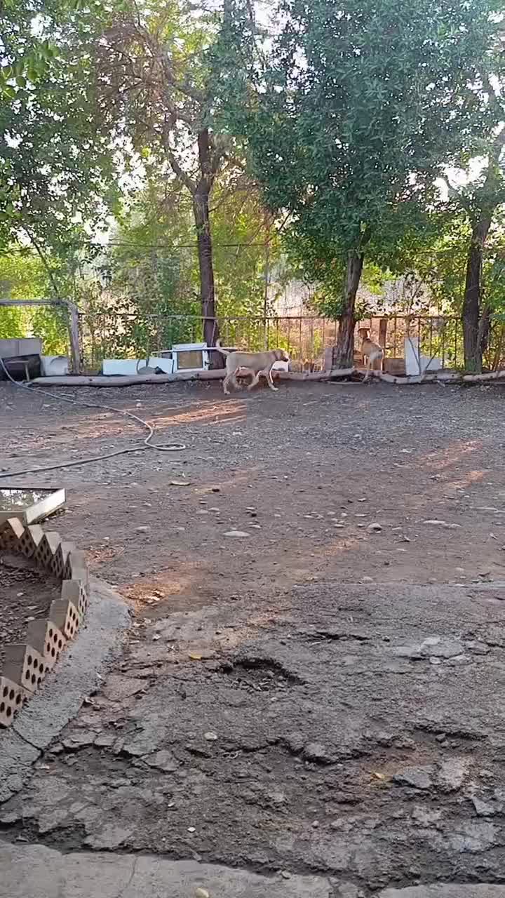 سگ جوان چهار ماهه نر و ماده|سگ|دزفول, |دیوار