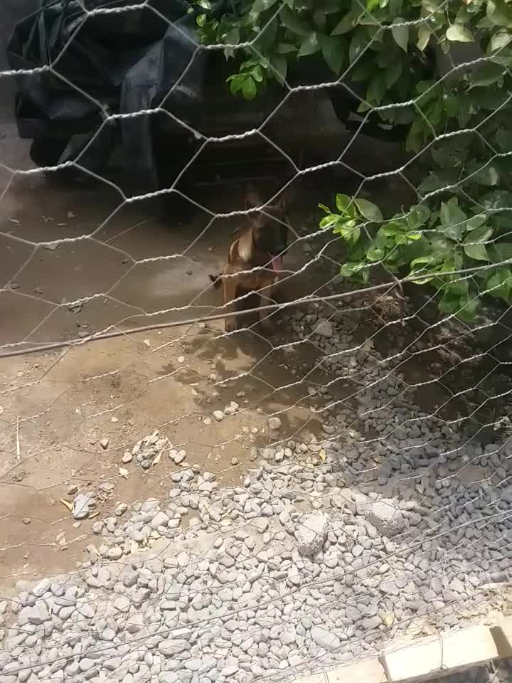 توله مالینیوز بلژیکی|سگ|جیرفت, |دیوار