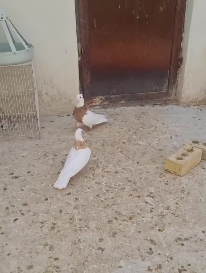 ماده طوقی همرنگ کبوتر کفتر|پرنده|مشهد, شهید احمدی روشن|دیوار