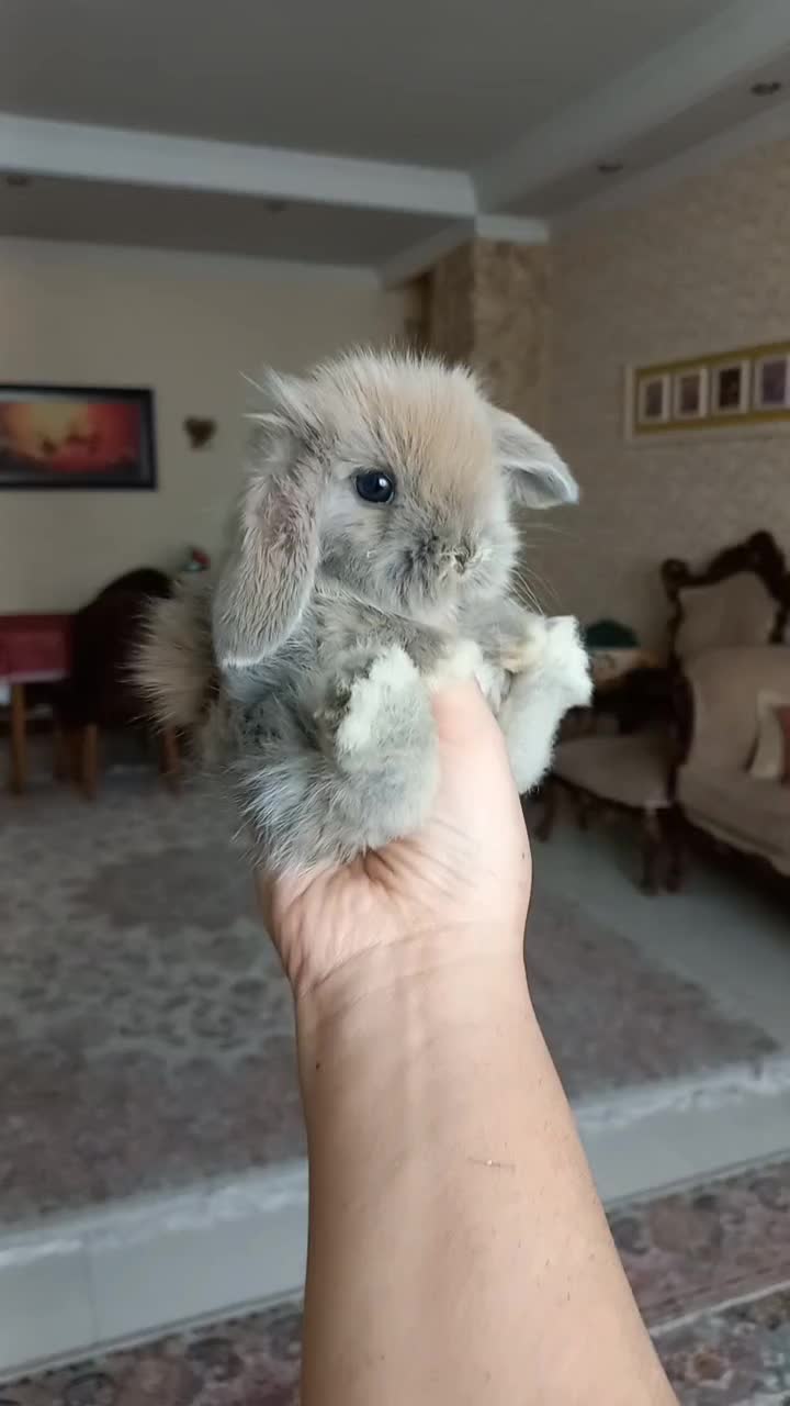 خرگوش های مینی لوپ فرانسوی عروسکی|موش و خرگوش|تهران, پونک|دیوار