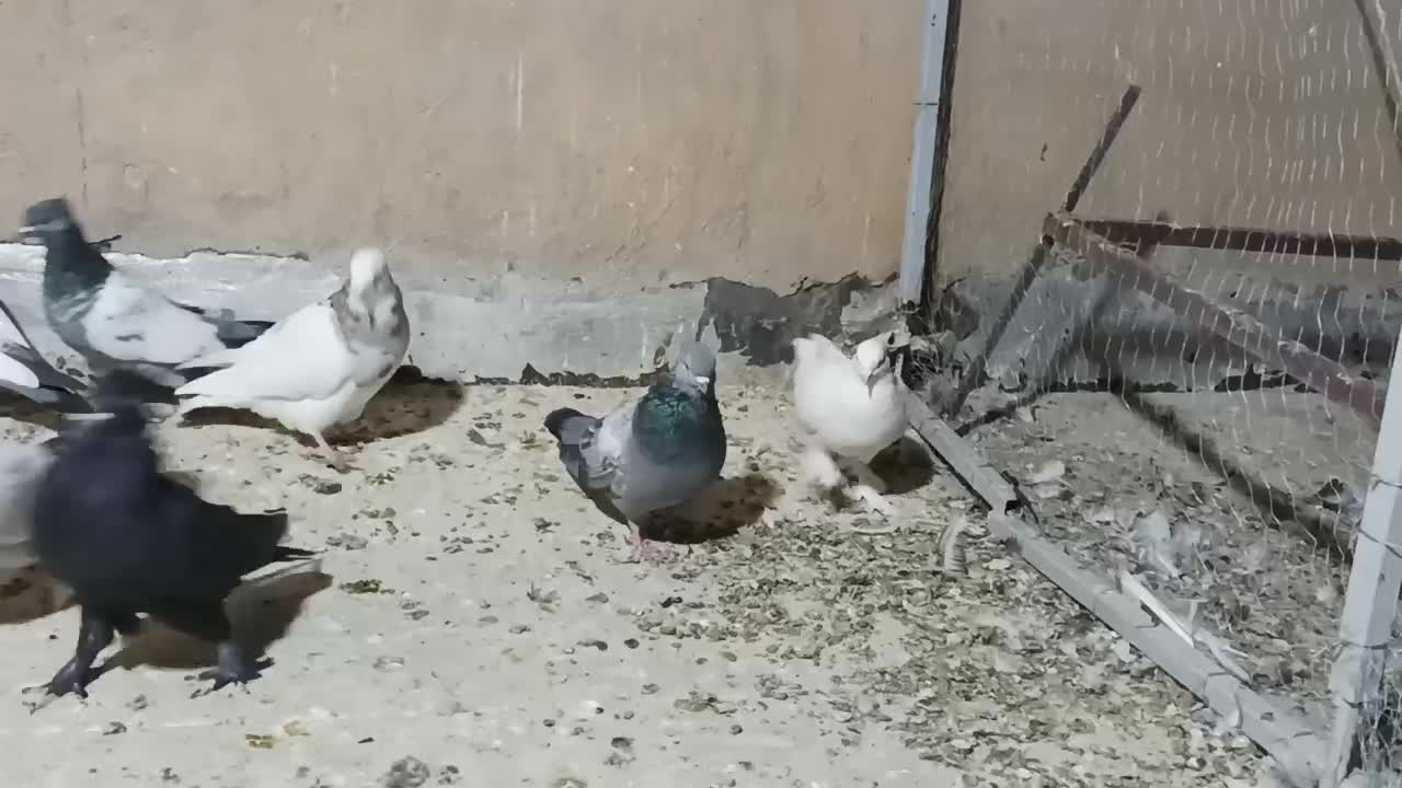 20 تا کفتر هوایی|پرنده|زرقان, |دیوار