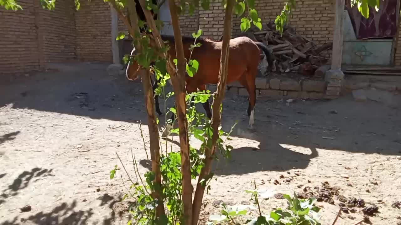 کره مادیان کرد قیمت توافقی|اسب و تجهیزات اسبسواری|بن, |دیوار