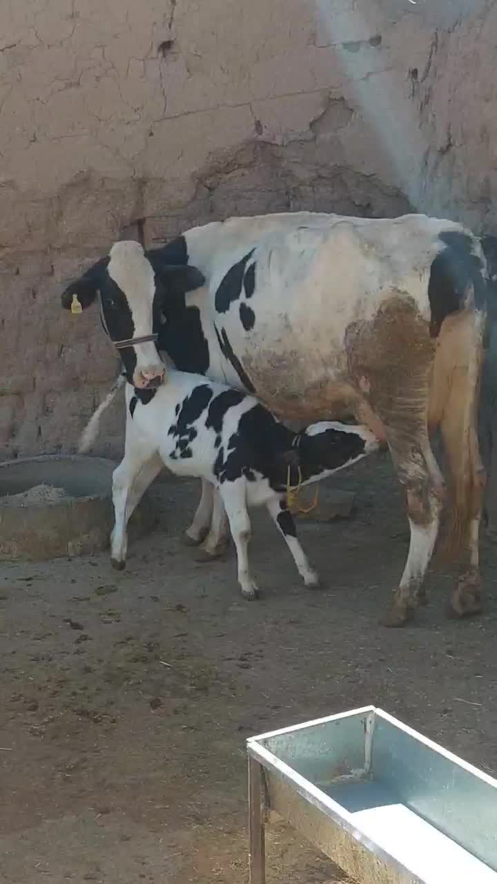 گاو شیری با بز معاوضه دارم|حیوانات مزرعه|ایلام, |دیوار
