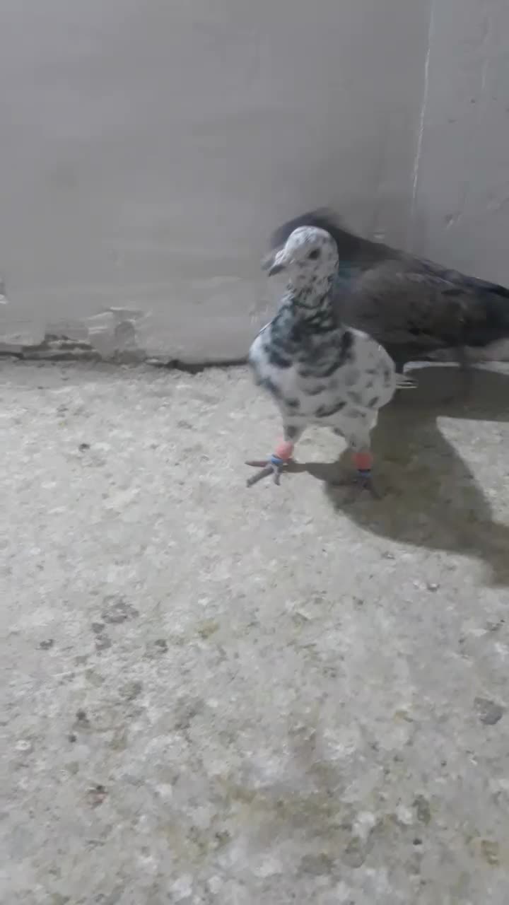 کفتر پرشی|پرنده|اسفراین, |دیوار