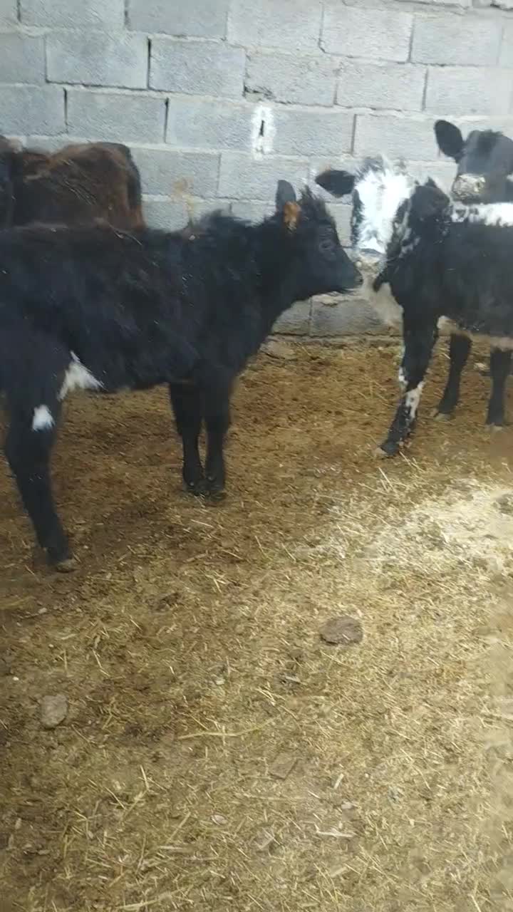 گوساله|حیوانات مزرعه|وحیدیه, |دیوار