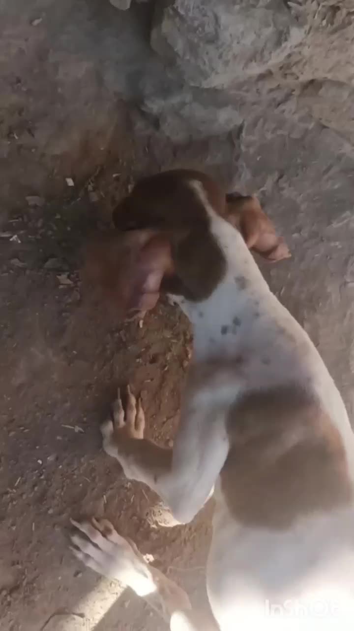 توله دنبلانی|سگ|مینودشت, |دیوار