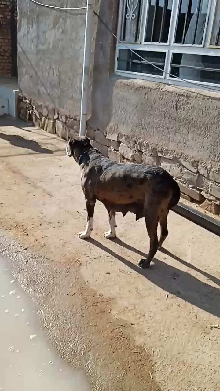 سگ ماده|سگ|فیروزه, |دیوار