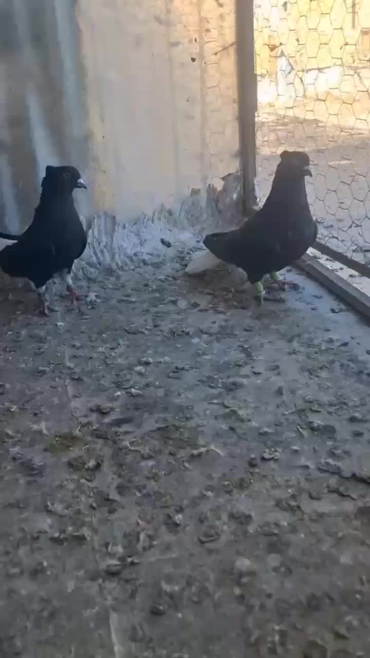 کبوتر|پرنده|تاکستان, |دیوار