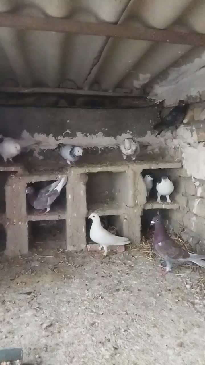 تهرانی نر|پرنده|شیروان (خراسان), |دیوار