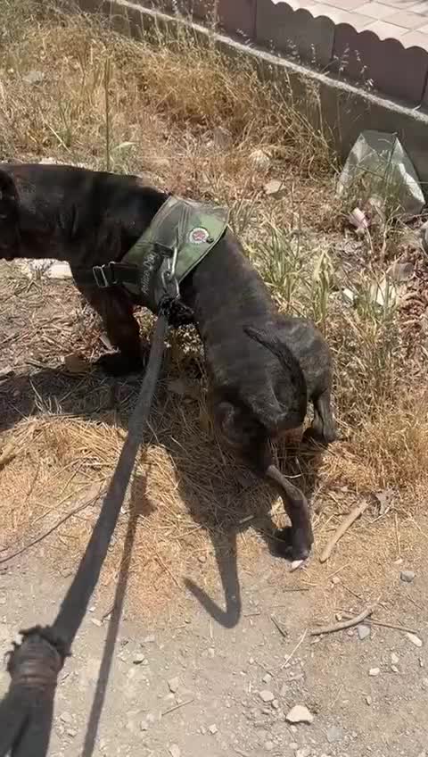 کن کورسو سگ گارد|سگ|محمدشهر, همایون ویلا|دیوار