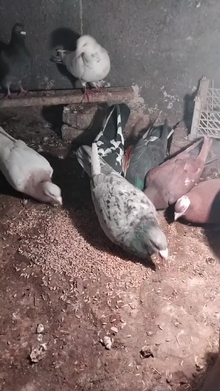 کفتر|پرنده|فریمان, |دیوار