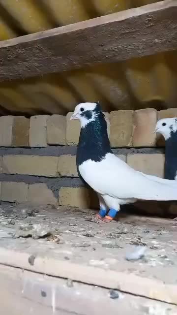 یه جفت کبوتر طوقی نروماده نیس در جهان|پرنده|شال, |دیوار