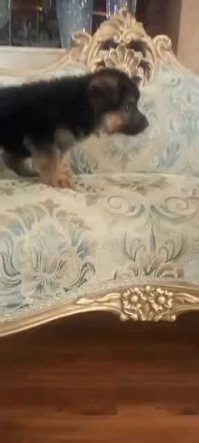 سگ ژرمن شپردشولاین موکلاسیک کینگ شاه توله(نروماده)|سگ|تهران, وردآورد|دیوار