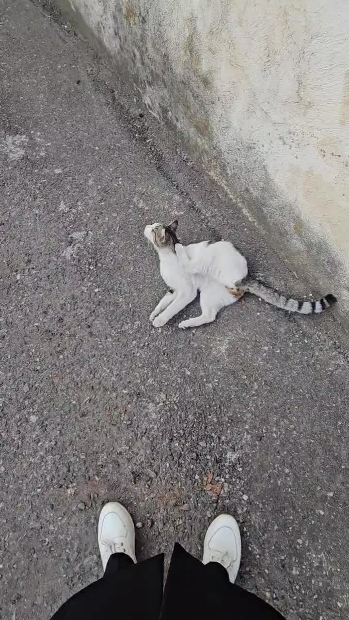 گربه نر عقیم شده گمشده|حیوانات|رشت, جانبازان|دیوار