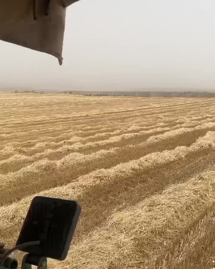 بذر گندم لاین ۱۷ بوجاری شده|عمدهفروشی|کلاله, |دیوار