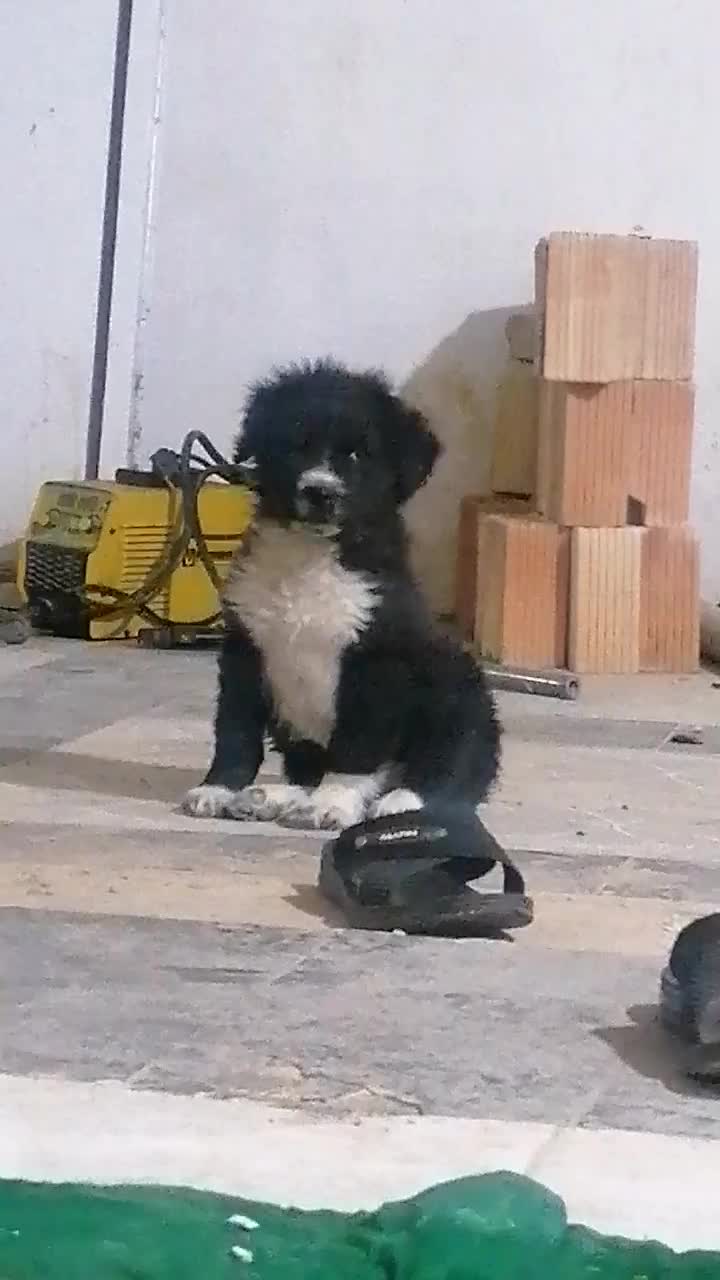 توله قدرجونی|سگ|مسجد سلیمان, |دیوار