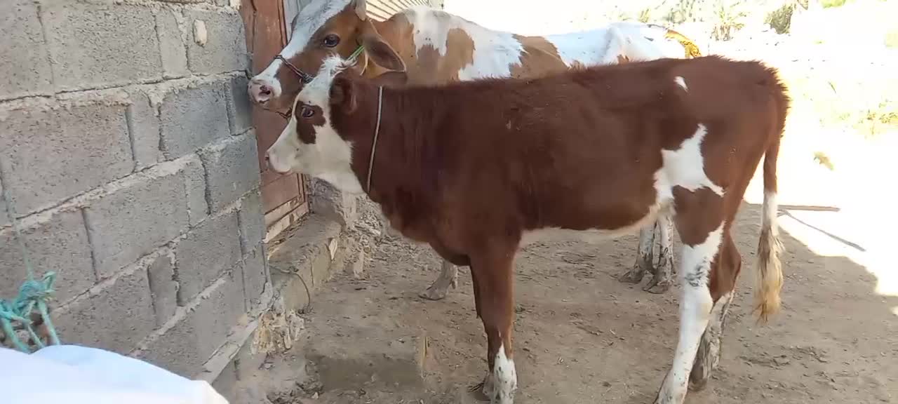 گاوخارجی با بچه اش گاو شنگوله المانی|حیوانات مزرعه|شادگان, |دیوار