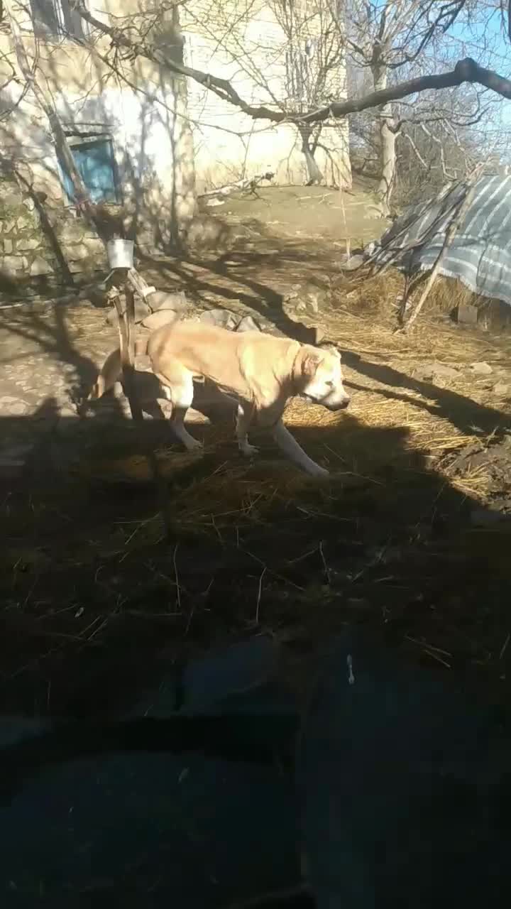 سرابی|سگ|رشت, دروازه لاکان|دیوار