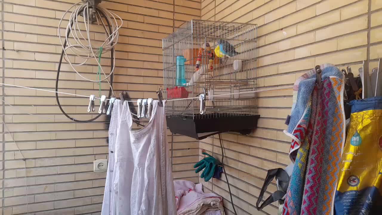 مرغ عشق|پرنده|شاهین‌شهر, شهرک میلاد|دیوار