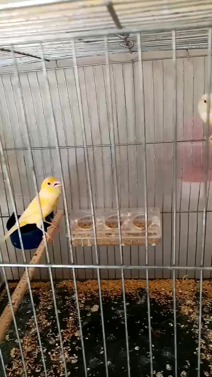 ماده قناری|پرنده|یزد, |دیوار