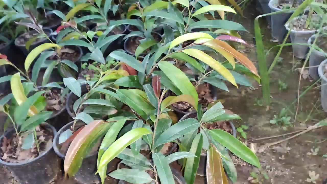 فروش عمده آمستل کینگ سطل ۳ تعداد بالا|گل و گیاه طبیعی|نکا, |دیوار