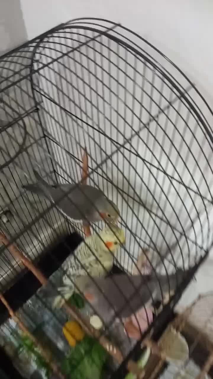 جوجه عروس هلندی نر|پرنده|قدس, شهر‌قدس|دیوار