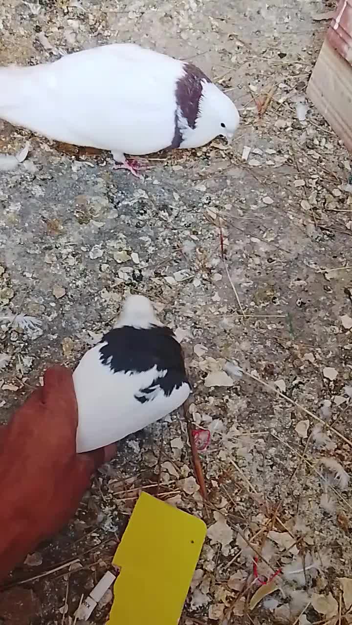 یک جفت کفتر طوقی پرشی عالی|پرنده|تهران, شادآباد|دیوار