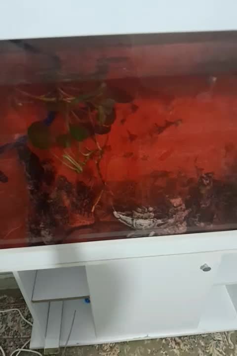 ماهی انجل|ماهی|نظرآباد, مسکن مهر نظرآباد|دیوار