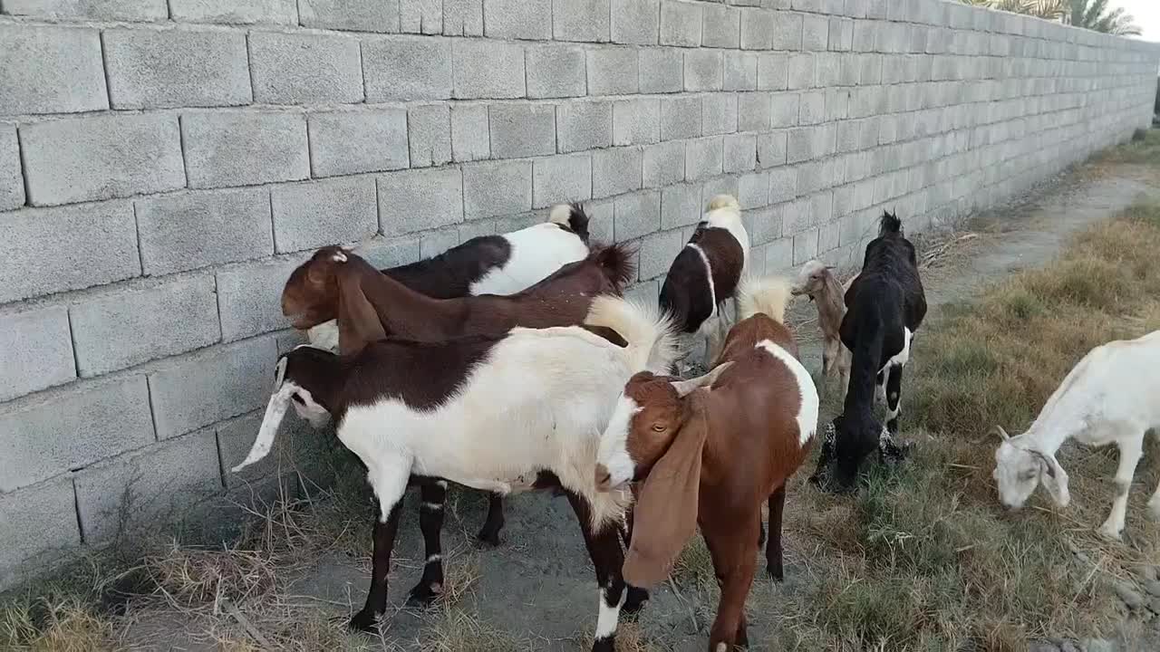 3عدد بز آبستن،2عدد بز دارای 4کهره و یک نرنده|حیوانات مزرعه|فاریاب, |دیوار