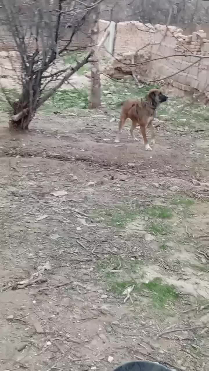 سگه|سگ|تربت جام, جامرود|دیوار