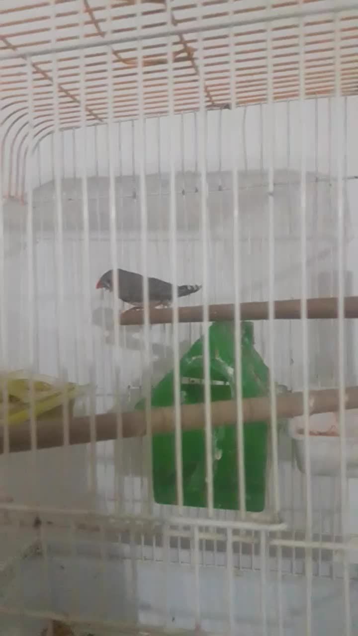 فروش یه جفت فنچ یا معاوضه با مرغ عشق دستی|پرنده|ملارد, |دیوار