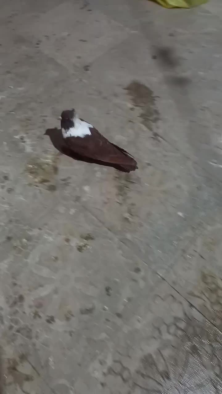 ککیلی نر|پرنده|اردبیل, |دیوار