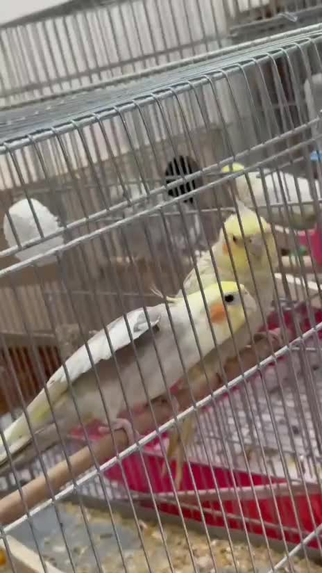 پرنده مولد|پرنده|خمینی‌شهر, |دیوار