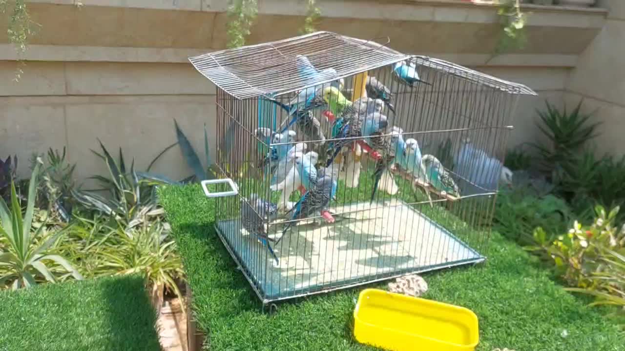 عروس هلندی و مرغ عشق|پرنده|شیراز, شهرک مخابرات|دیوار