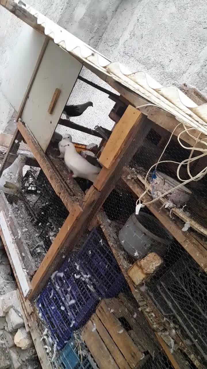 فروش،چند عدد کبوتر اس وپرشی|پرنده|بهشهر, |دیوار