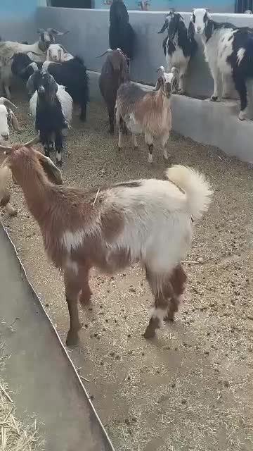 بُژ|حیوانات مزرعه|یاسوج, |دیوار